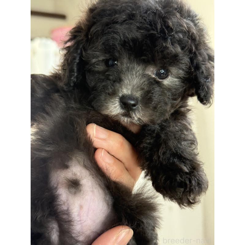 販売中の大阪府のティーカッププードル-428099の6枚目