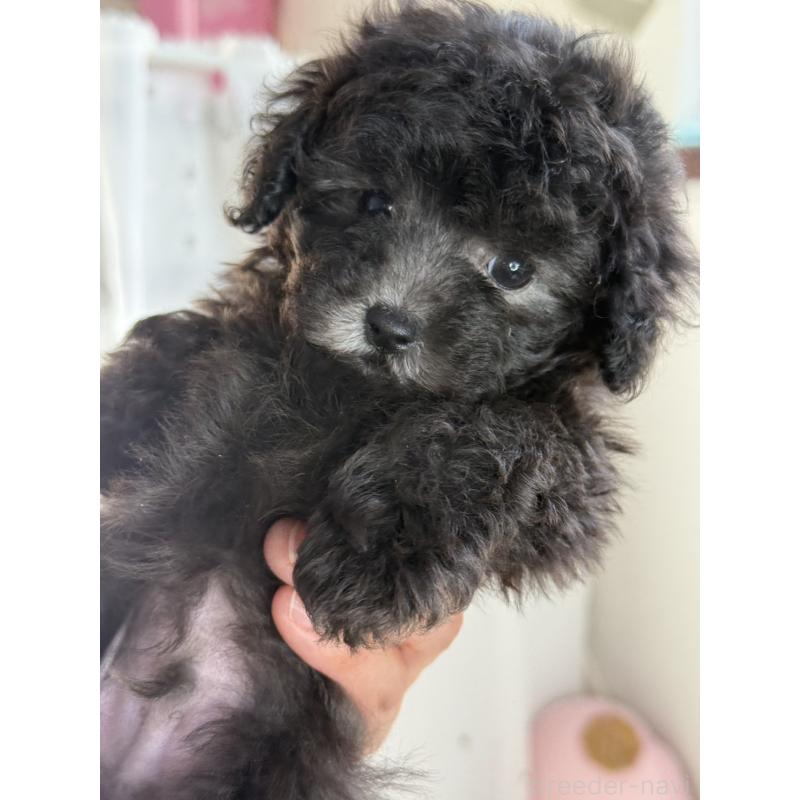 販売中の大阪府のティーカッププードル-428099の5枚目