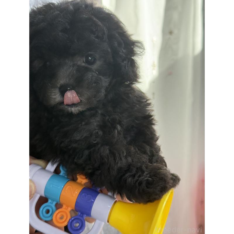 販売中の大阪府のティーカッププードル-428099の4枚目