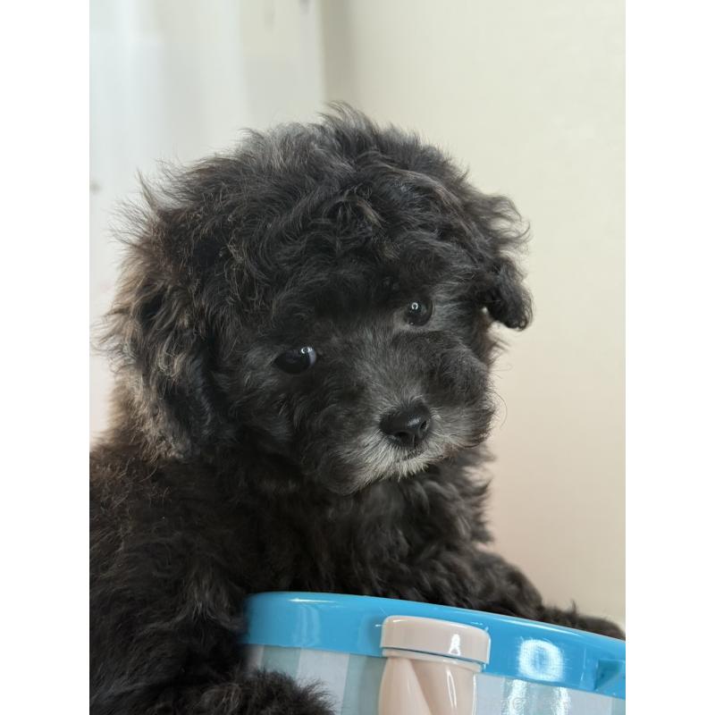 販売中の大阪府のティーカッププードル-428099の3枚目