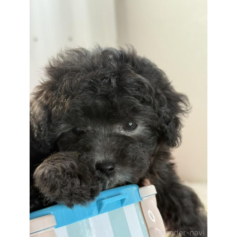 販売中の大阪府のティーカッププードル-428099の2枚目