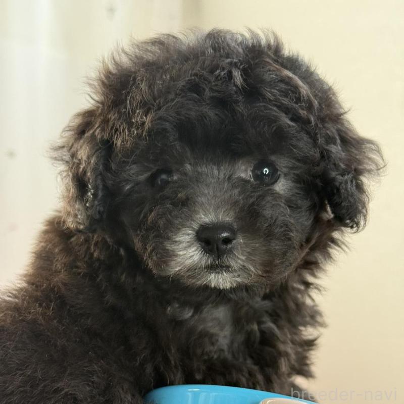 販売中の大阪府のティーカッププードル-428099の1枚目