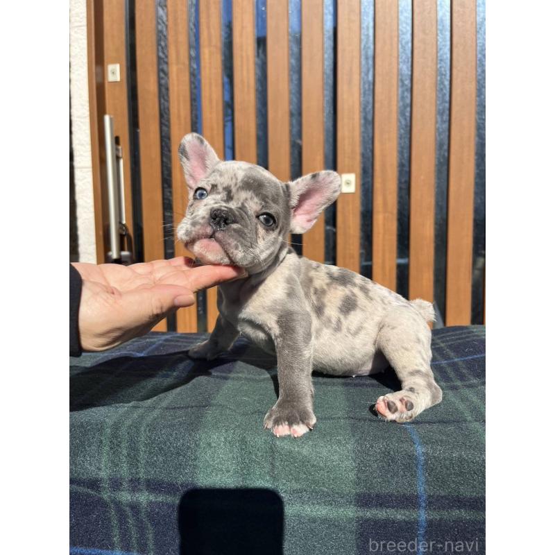 販売中の愛媛県のフレンチブルドッグ-425025の30枚目