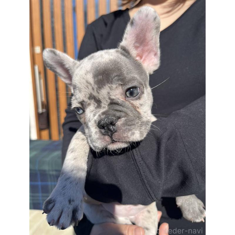 販売中の愛媛県のフレンチブルドッグ-425025の26枚目