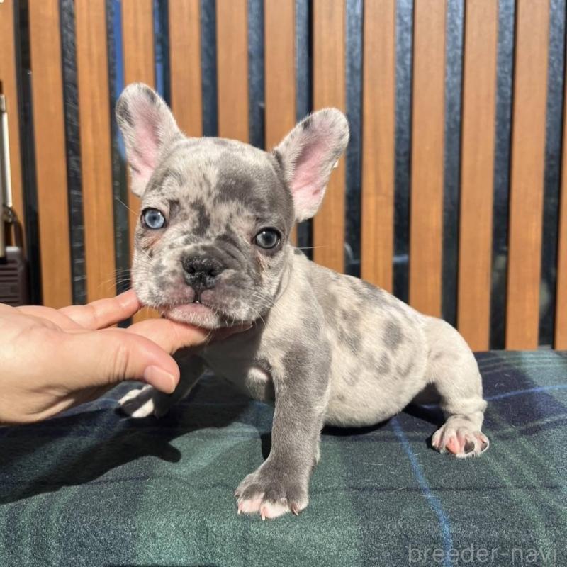 販売中の愛媛県のフレンチブルドッグ-425025の25枚目