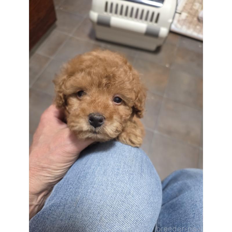 販売中の埼玉県のティーカッププードル-428100の15枚目