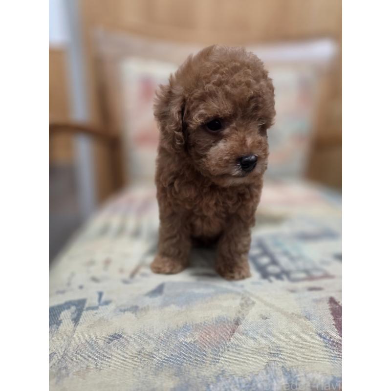 販売中の埼玉県のティーカッププードル-428100の14枚目