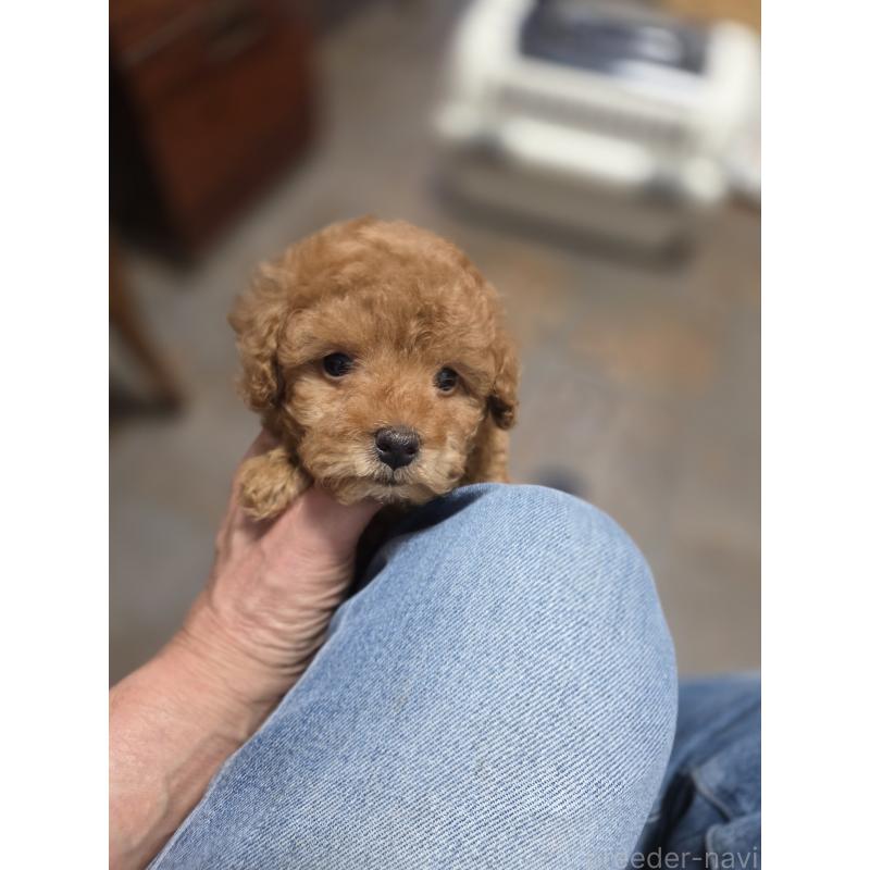 販売中の埼玉県のティーカッププードル-428100の13枚目