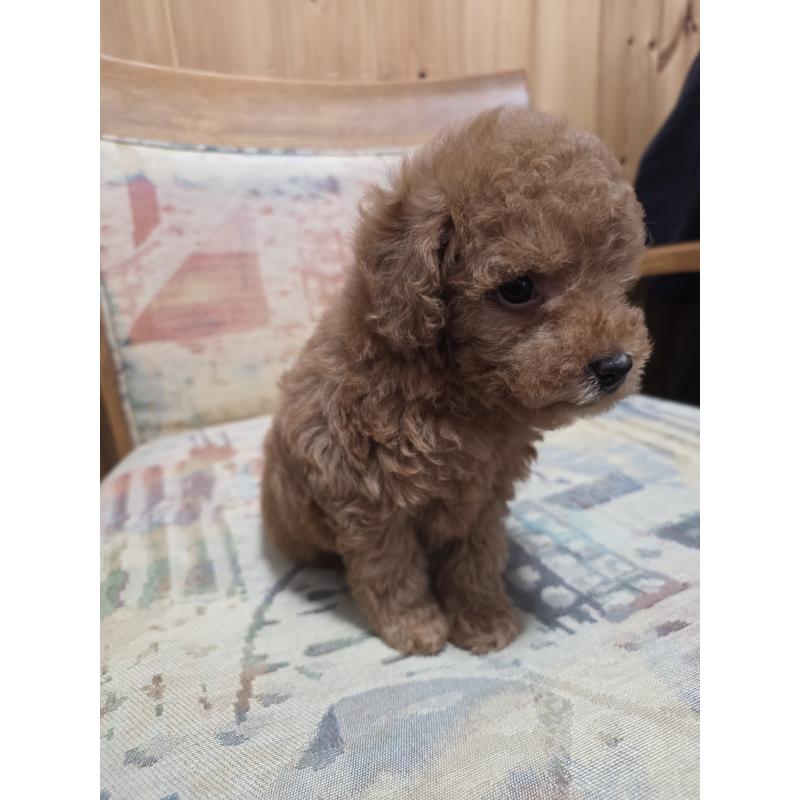 販売中の埼玉県のティーカッププードル-428100の12枚目