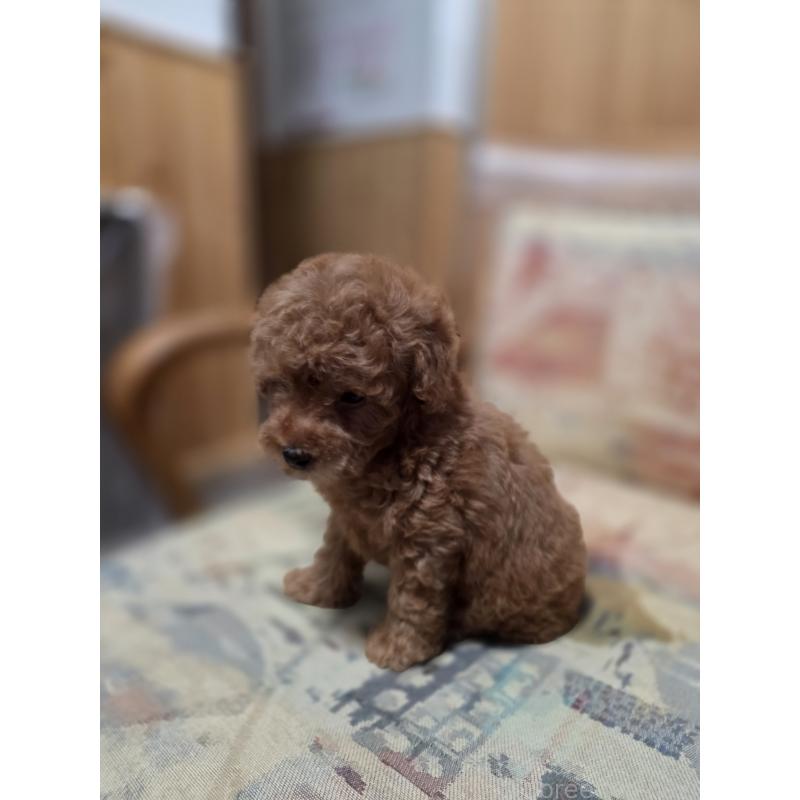 販売中の埼玉県のティーカッププードル-428100の11枚目