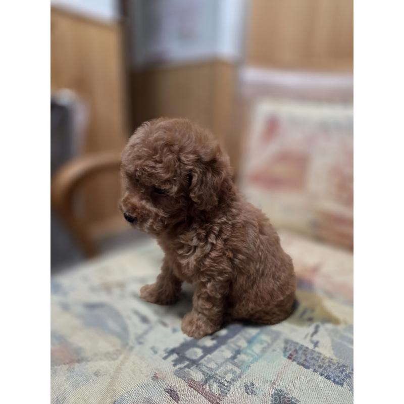 販売中の埼玉県のティーカッププードル-428100の10枚目