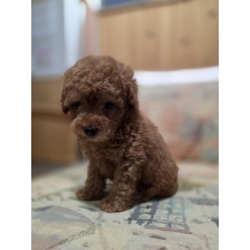 販売中の埼玉県のティーカッププードル-428100の9枚目