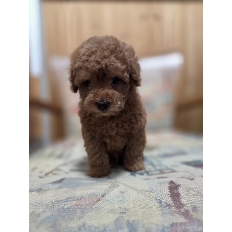 販売中の埼玉県のティーカッププードル-428100の8枚目