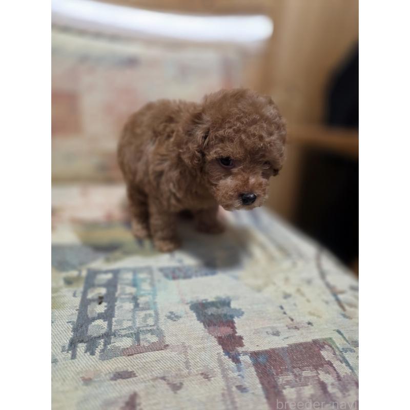 販売中の埼玉県のティーカッププードル-428100の7枚目