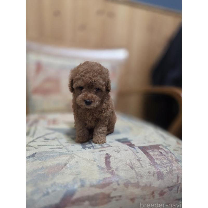 販売中の埼玉県のティーカッププードル-428100の6枚目