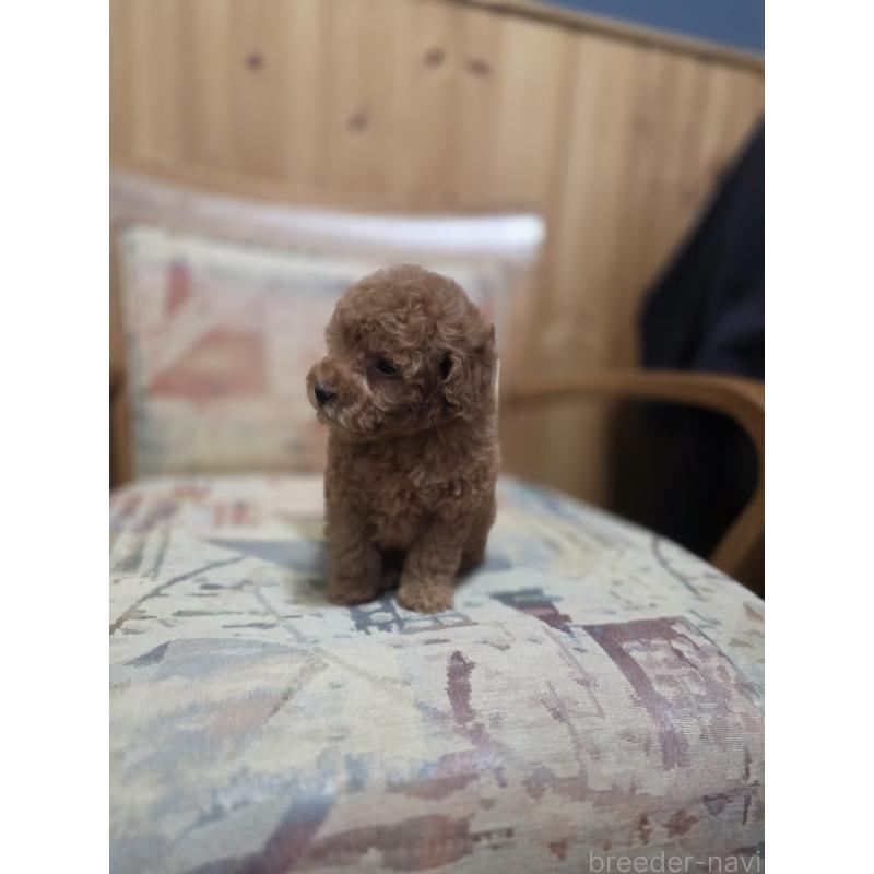 販売中の埼玉県のティーカッププードル-428100の5枚目