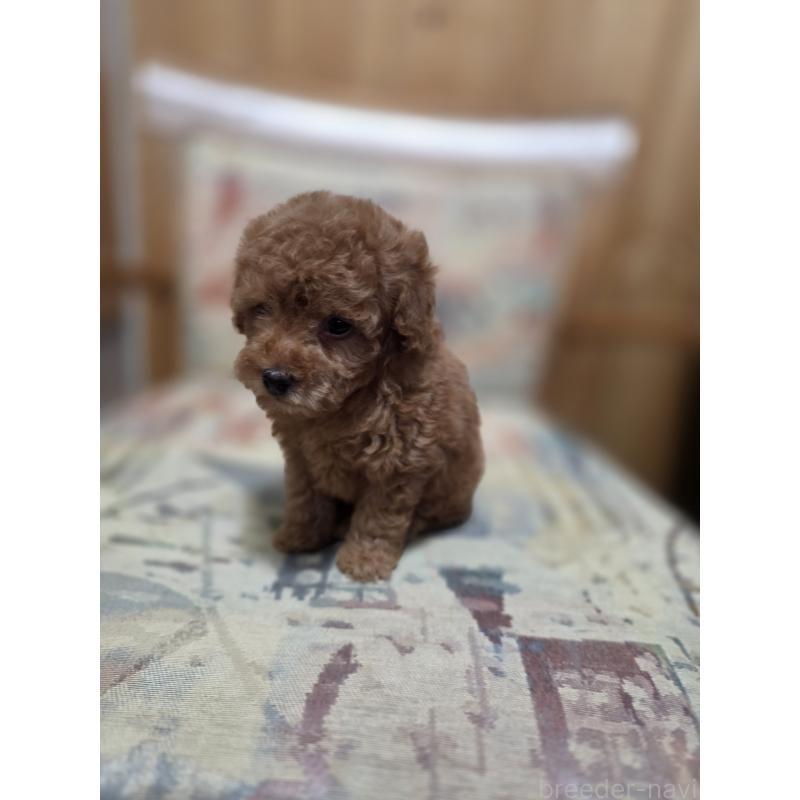 販売中の埼玉県のティーカッププードル-428100の4枚目