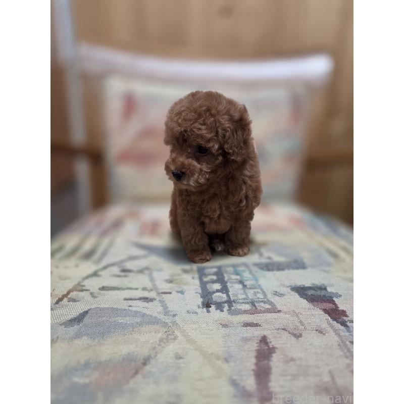 販売中の埼玉県のティーカッププードル-428100の3枚目