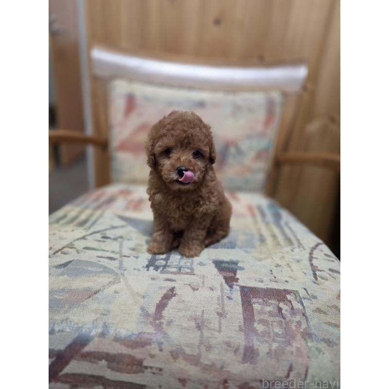 販売中の埼玉県のティーカッププードル-428100の2枚目