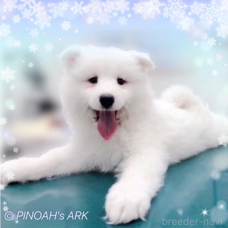 販売中の広島県のサモエド-406794