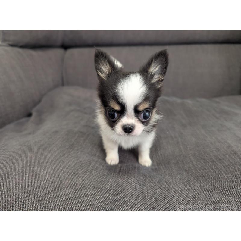 販売中の愛知県のチワワ(ロングコート)-420128の12枚目