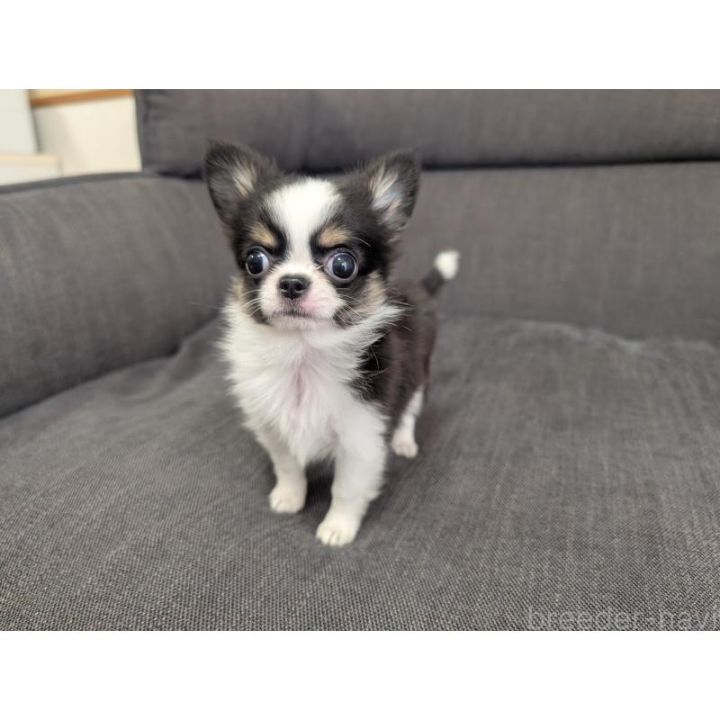 販売中の愛知県のチワワ(ロングコート)-420128の11枚目