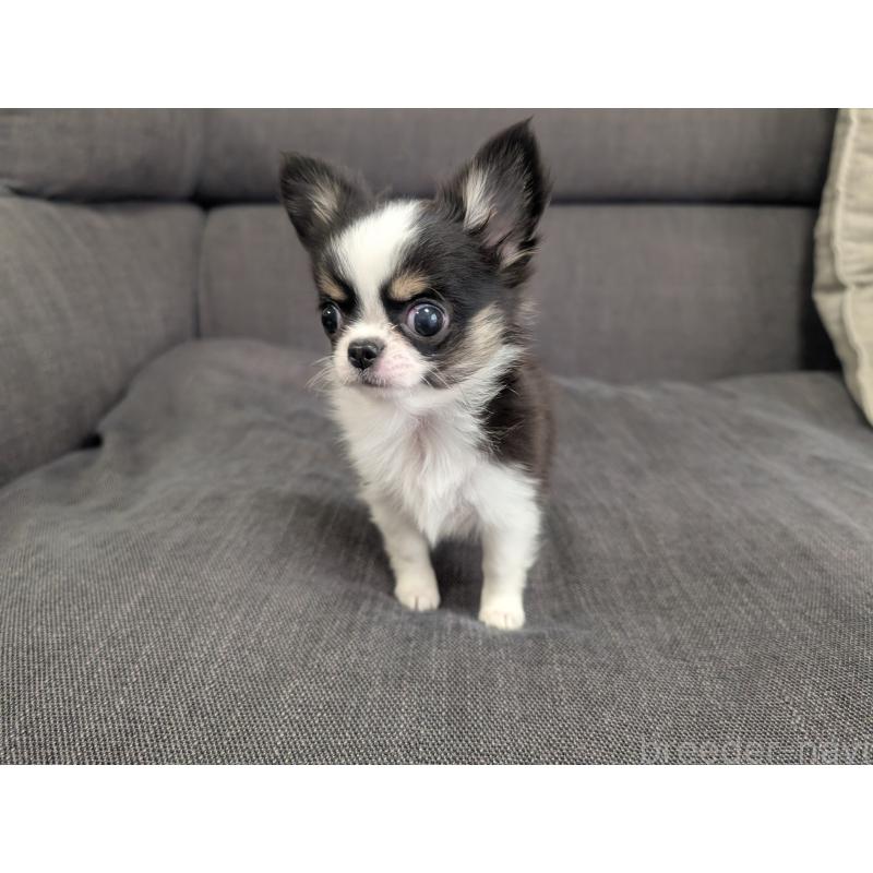 販売中の愛知県のチワワ(ロングコート)-420128の10枚目