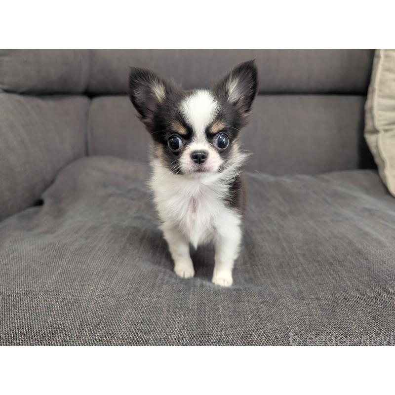 販売中の愛知県のチワワ(ロングコート)-420128の9枚目