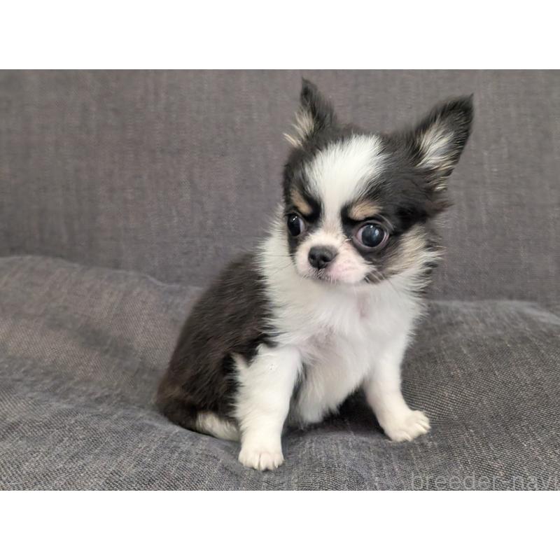 販売中の愛知県のチワワ(ロングコート)-420128の8枚目