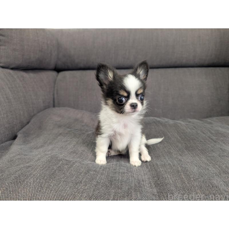 販売中の愛知県のチワワ(ロングコート)-420128の7枚目