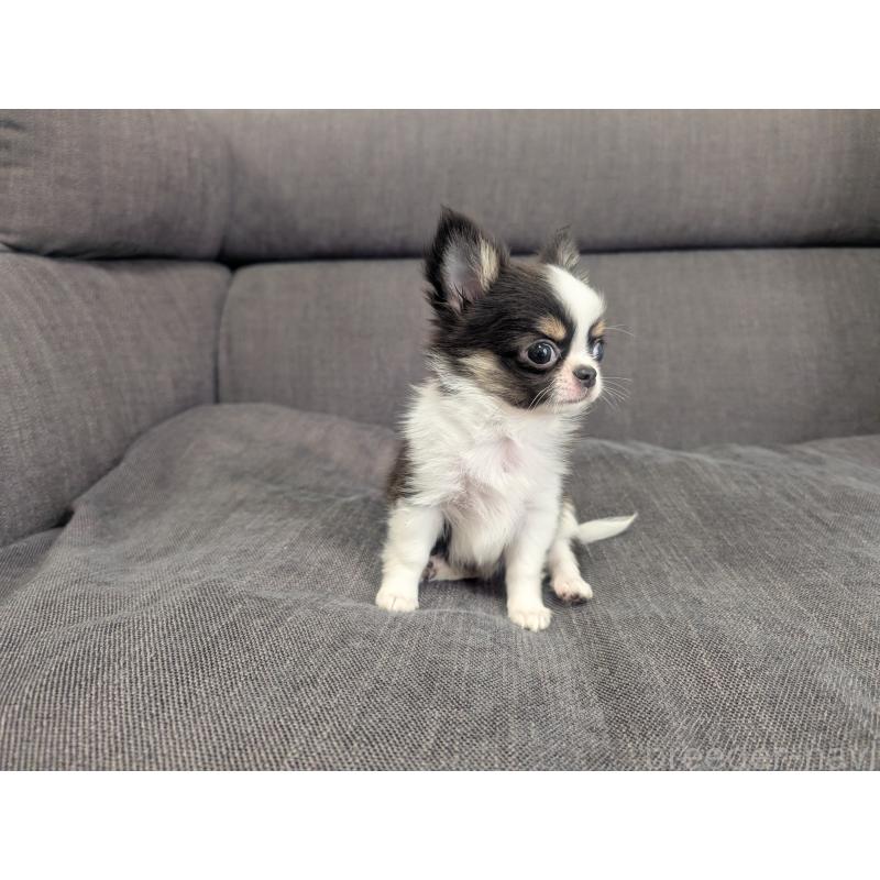 販売中の愛知県のチワワ(ロングコート)-420128の6枚目