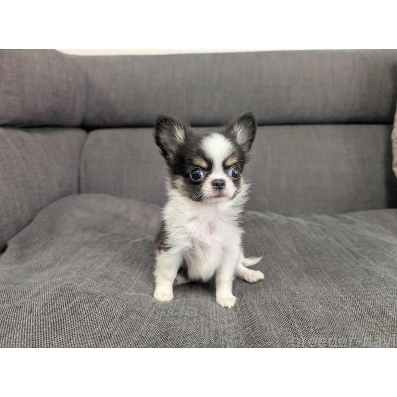 販売中の愛知県のチワワ(ロングコート)-420128の5枚目