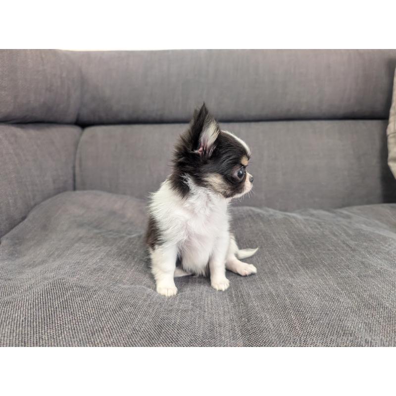 販売中の愛知県のチワワ(ロングコート)-420128の4枚目