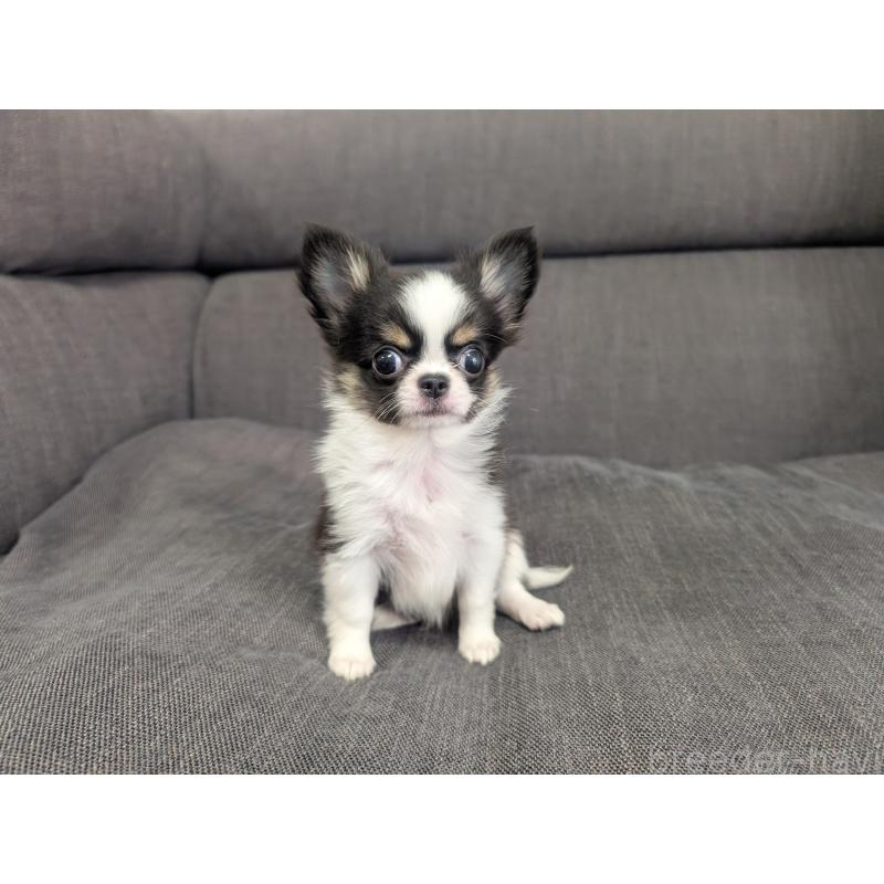 販売中の愛知県のチワワ(ロングコート)-420128の3枚目