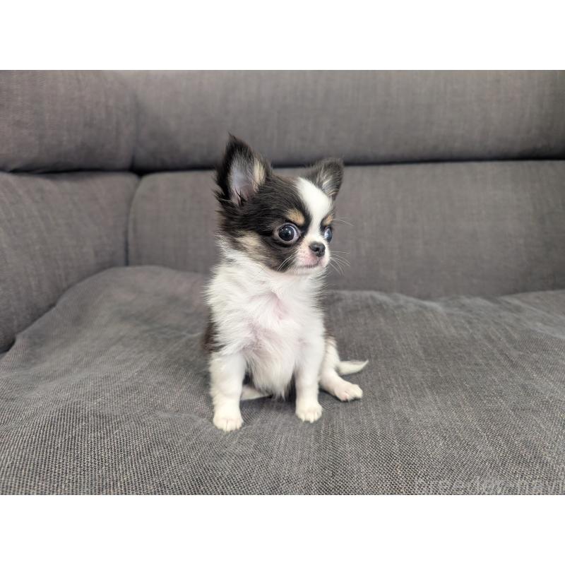 販売中の愛知県のチワワ(ロングコート)-420128の2枚目