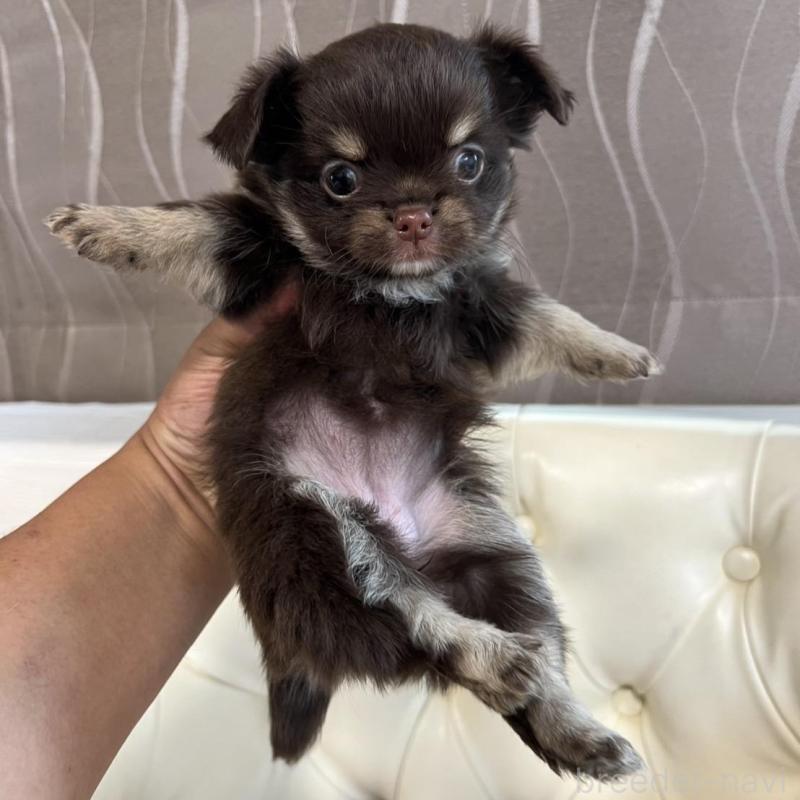 販売中の香川県のチワワ(ロングコート)-428305の19枚目