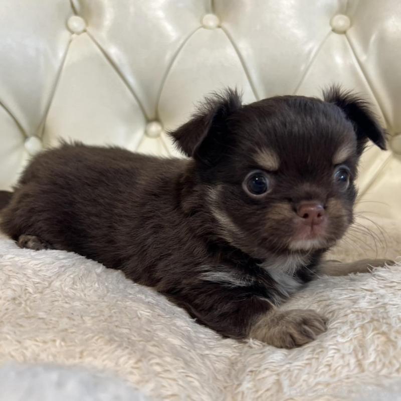 販売中の香川県のチワワ(ロングコート)-428305の17枚目