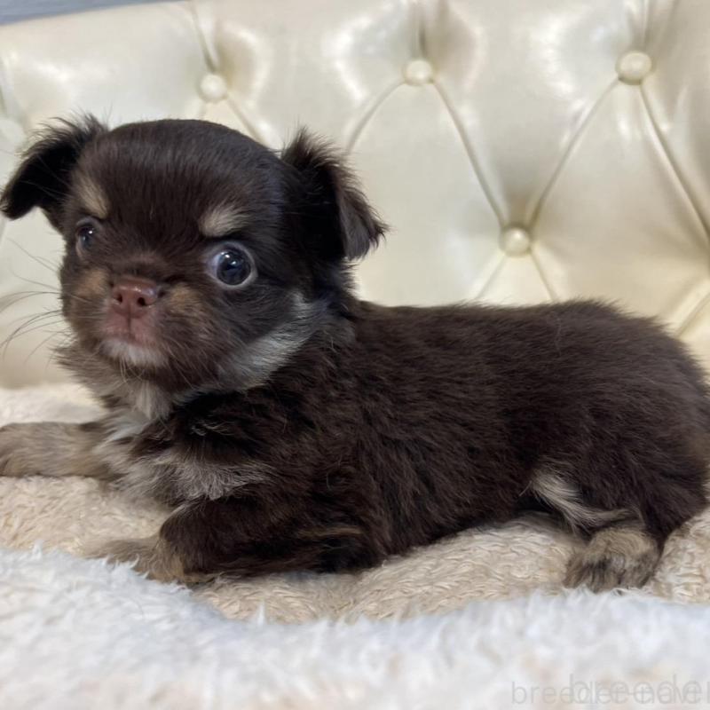 販売中の香川県のチワワ(ロングコート)-428305の14枚目