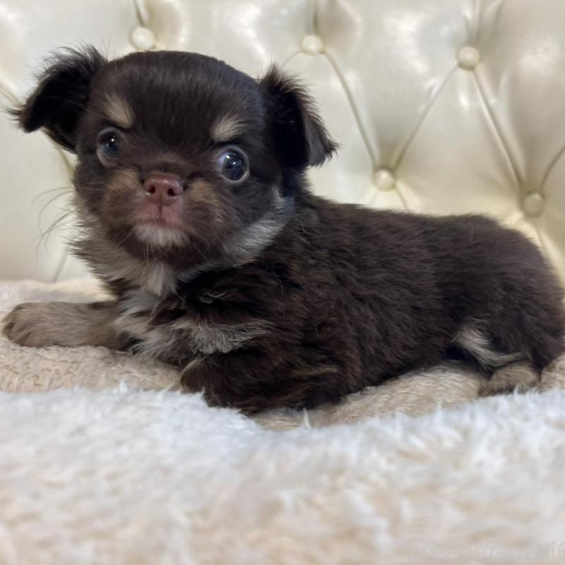 販売中の香川県のチワワ(ロングコート)-428305の13枚目