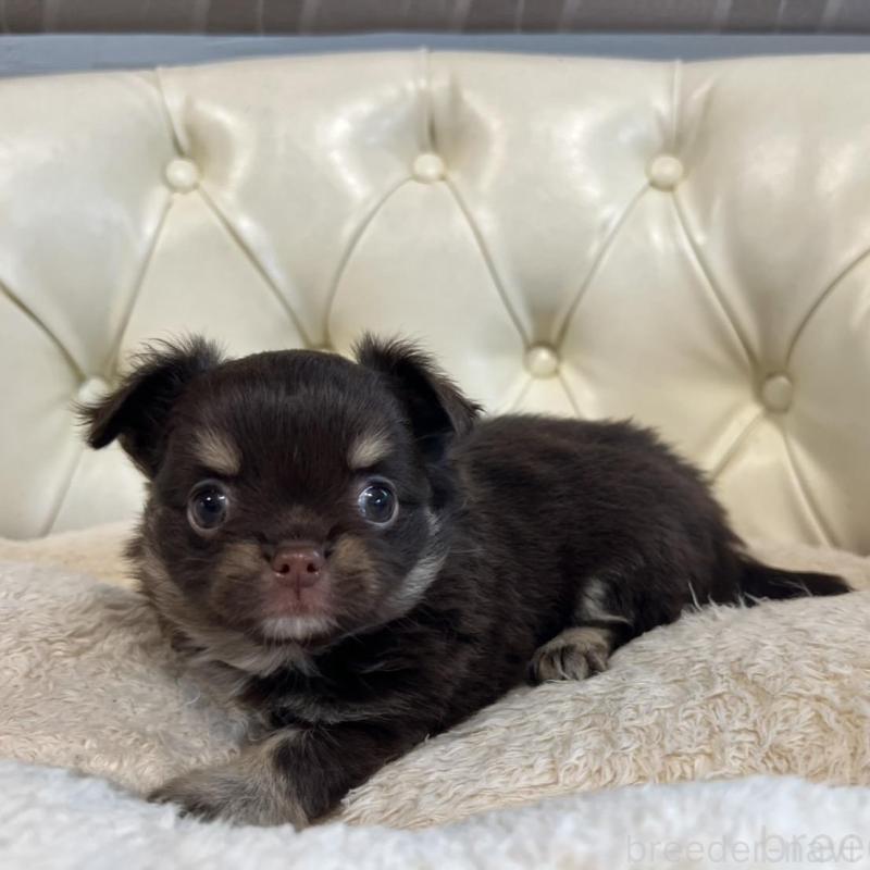 販売中の香川県のチワワ(ロングコート)-428305の11枚目