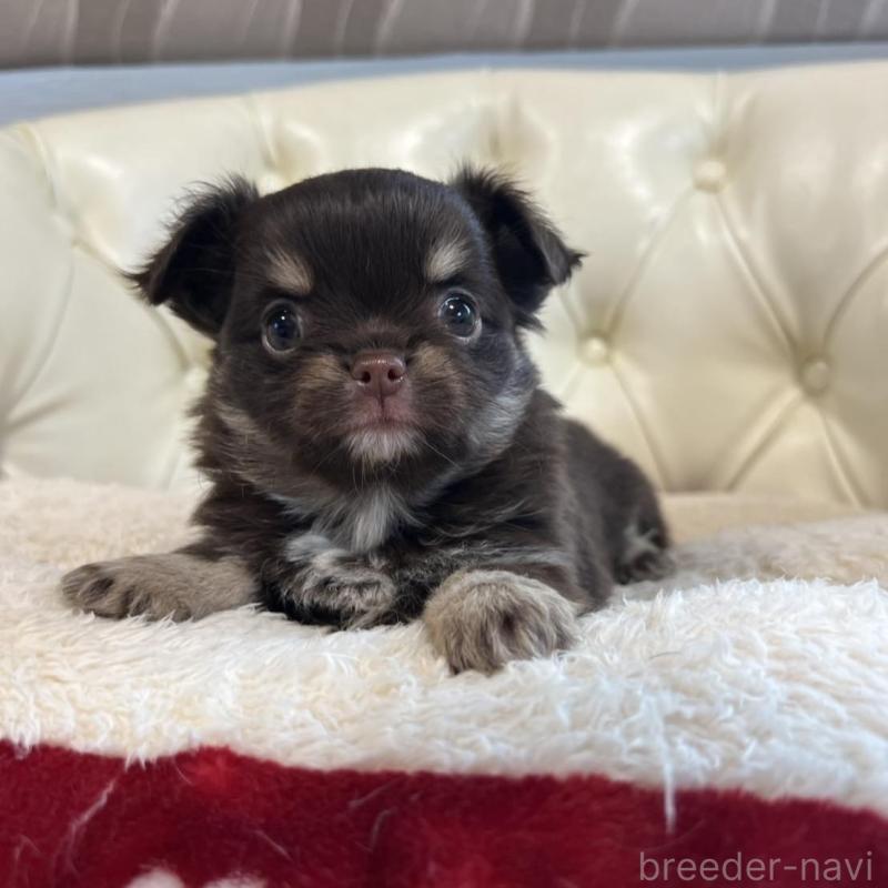 販売中の香川県のチワワ(ロングコート)-428305の9枚目