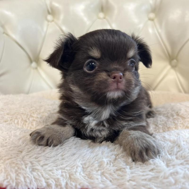 販売中の香川県のチワワ(ロングコート)-428305の8枚目