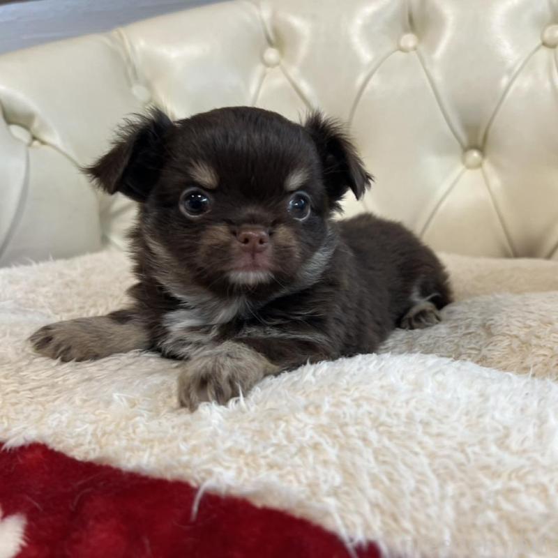 販売中の香川県のチワワ(ロングコート)-428305の6枚目