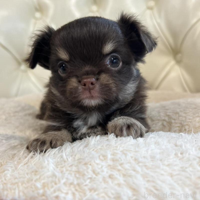 販売中の香川県のチワワ(ロングコート)-428305の4枚目