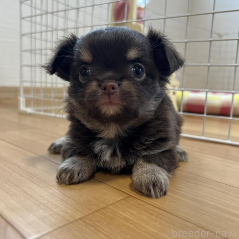 販売中の香川県のチワワ(ロングコート)-428305の2枚目