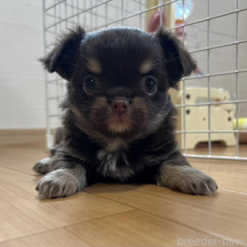 販売中の香川県のチワワ(ロングコート)-428305