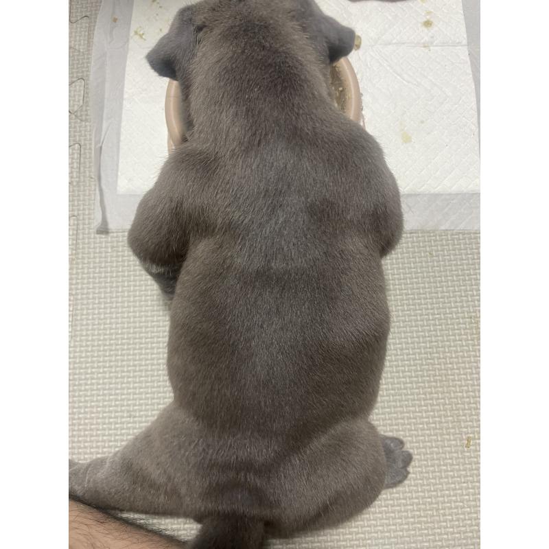 販売中の香川県のアメリカンブリー-423598の4枚目