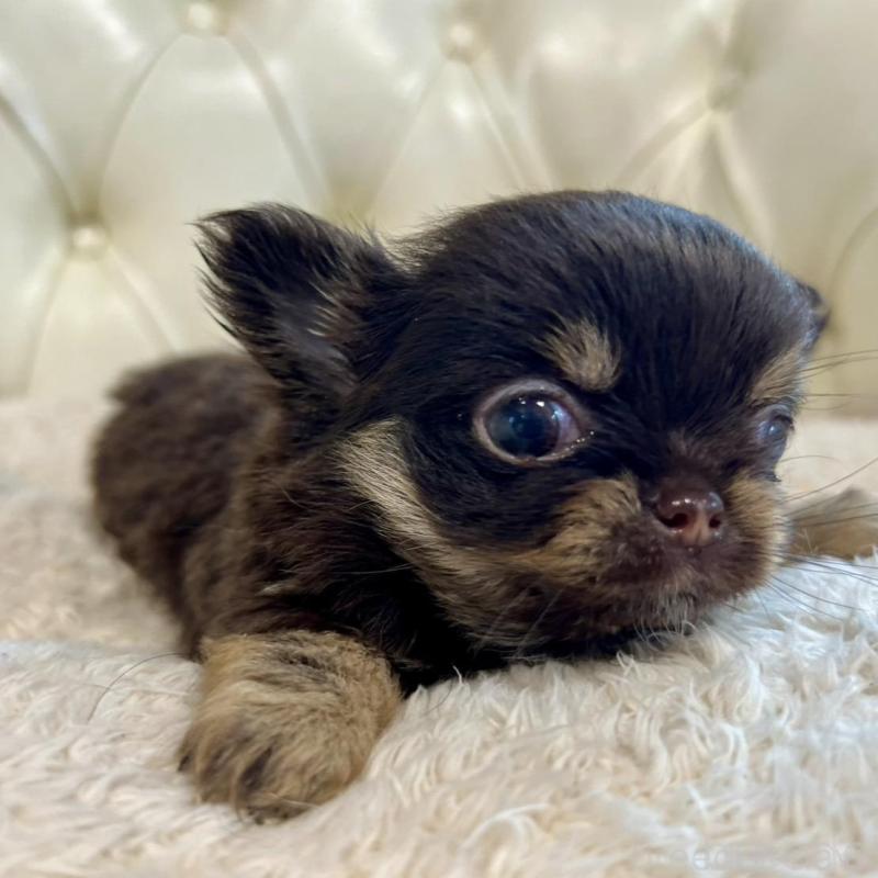 販売中の香川県のチワワ(ロングコート)-428300の18枚目