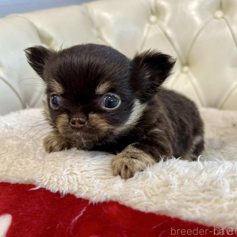 販売中の香川県のチワワ(ロングコート)-428300の17枚目