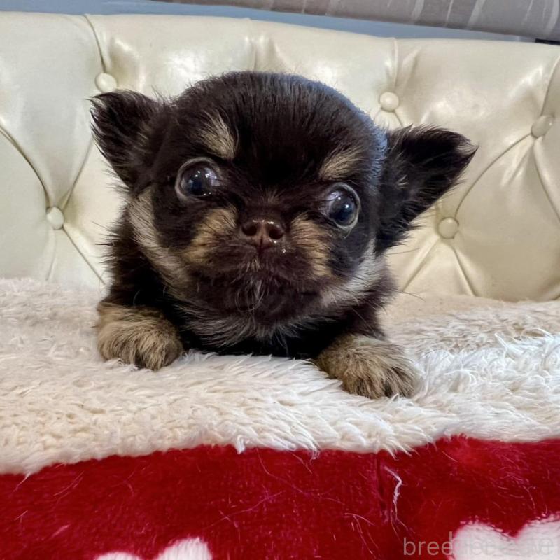 販売中の香川県のチワワ(ロングコート)-428300の16枚目